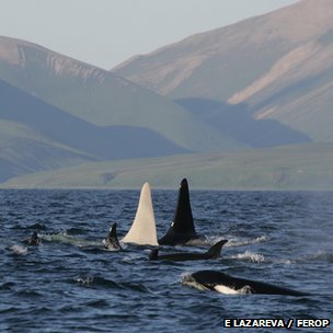 Orca Iceberg